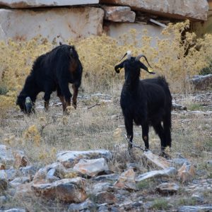 Visitors